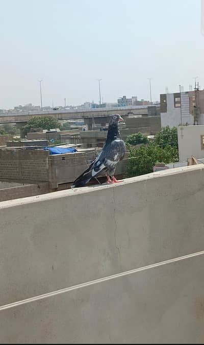 ziira madi , malir 15