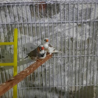 Finches Snow white split Pied
