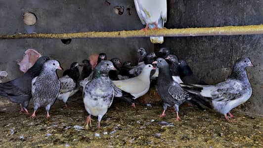 high flying bachy for sale bhtrin quality