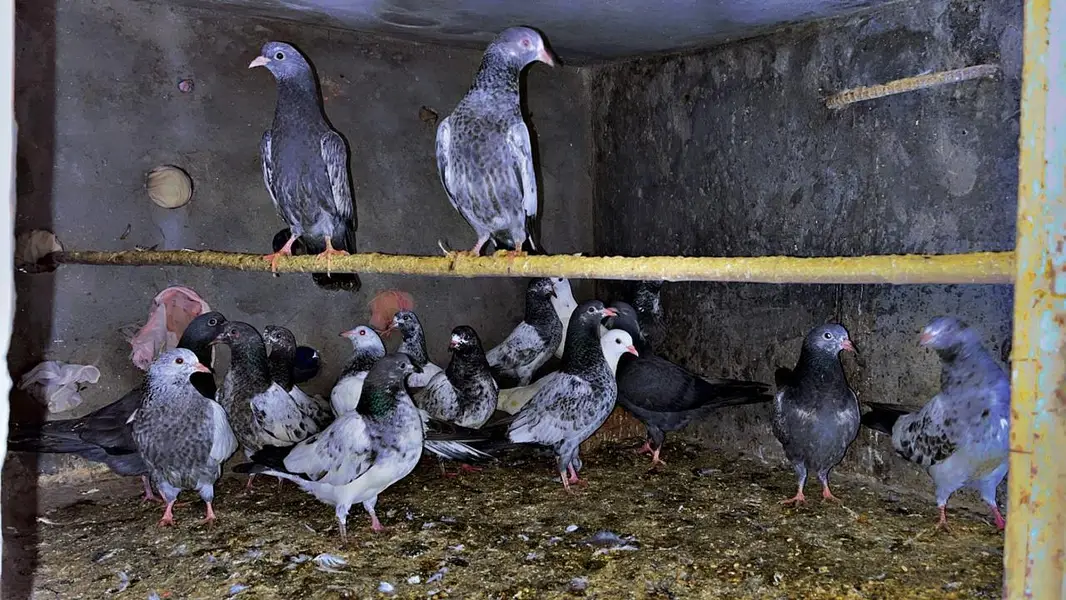 high flying bachy for sale bhtrin quality — photo 2