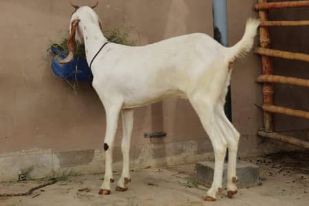 Gulabi Rajan pori se croos bakri