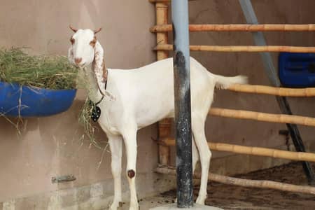 gabban bakri