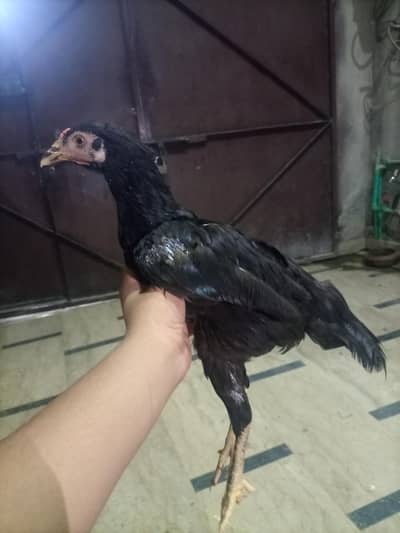 pure mianwali aseel 7 pathi nasli or kudak bhi ha