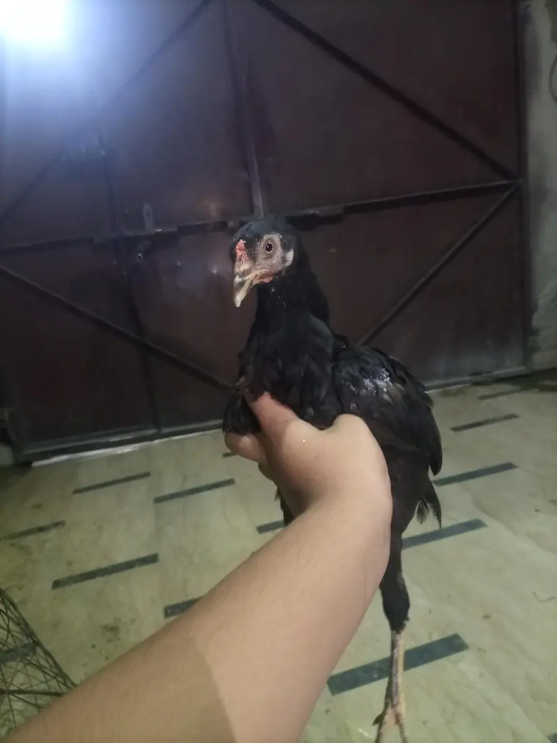 pure mianwali aseel 7 pathi nasli or kudak bhi ha — photo 2