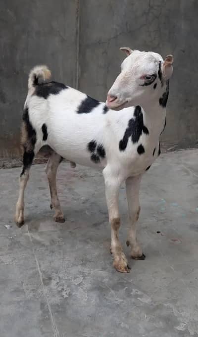 white eyes geniun munda gulabi abalack