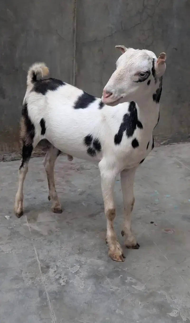 white eyes geniun munda gulabi abalack