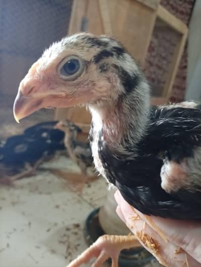 Black German Shamo Chicks for sale
