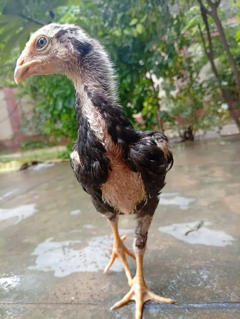 Black German Shamo Chicks for sale — photo 2