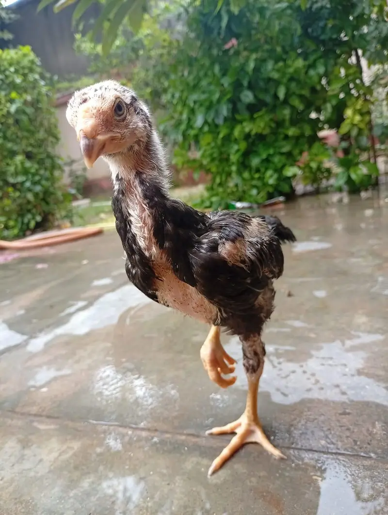 Black German Shamo Chicks for sale — photo 6