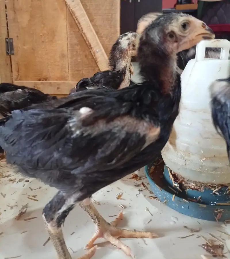 Black German Shamo Chicks for sale — photo 7