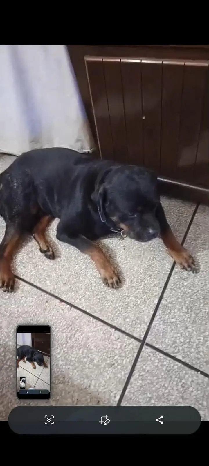 rottweiler — photo 2