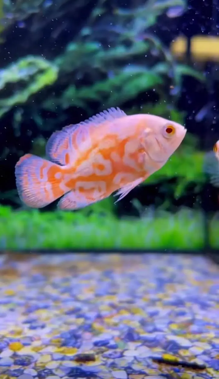 Fish and aquarium Munseeb price 03104016778 — photo 4
