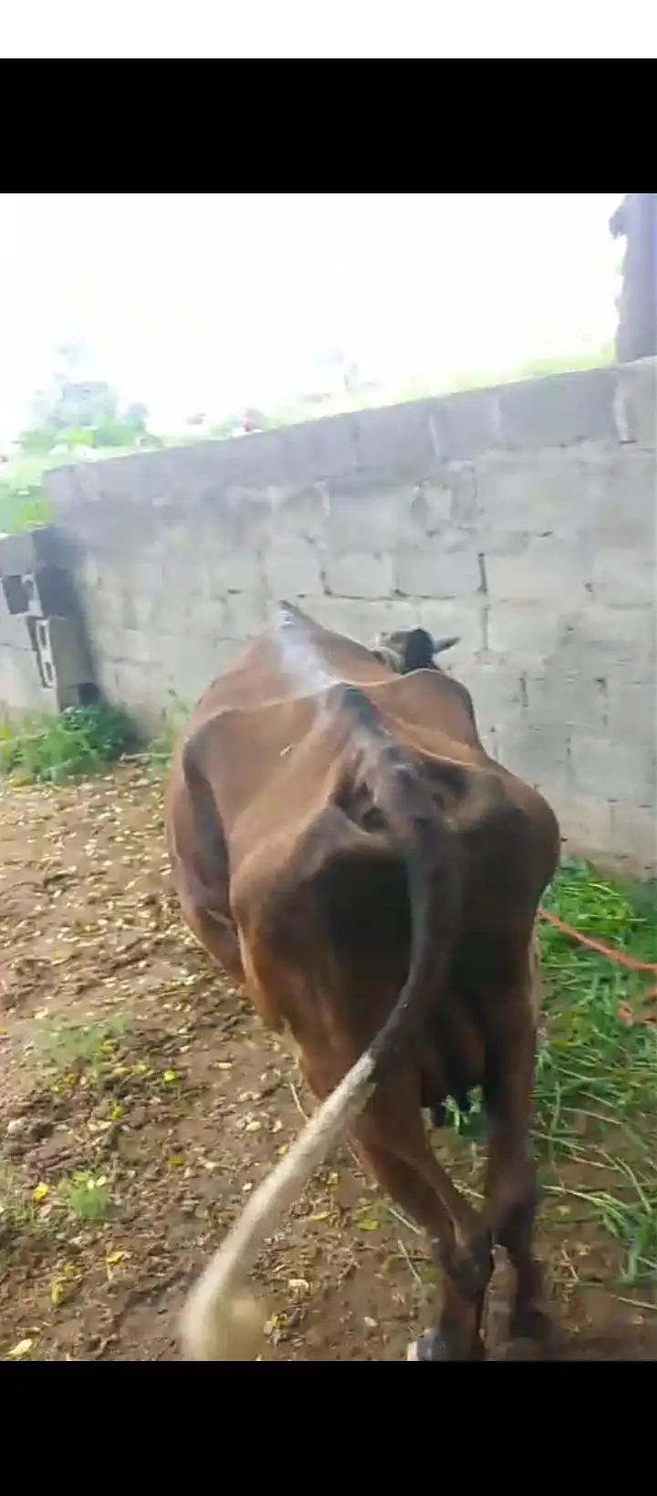 7 month ki guban  sath 1 wachi is guy ki — photo 3
