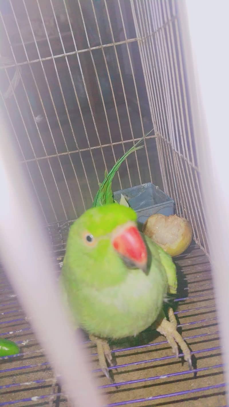 Mitthu 1