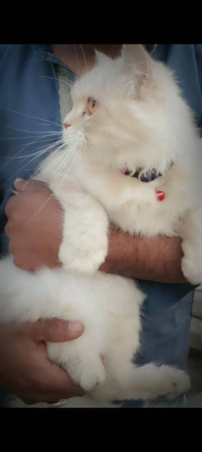 cat for sale