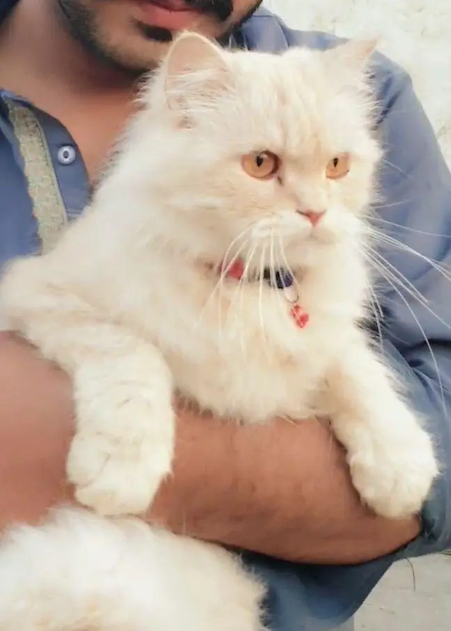 cat for sale — photo 2