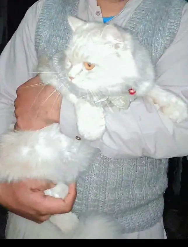 cat for sale — photo 3