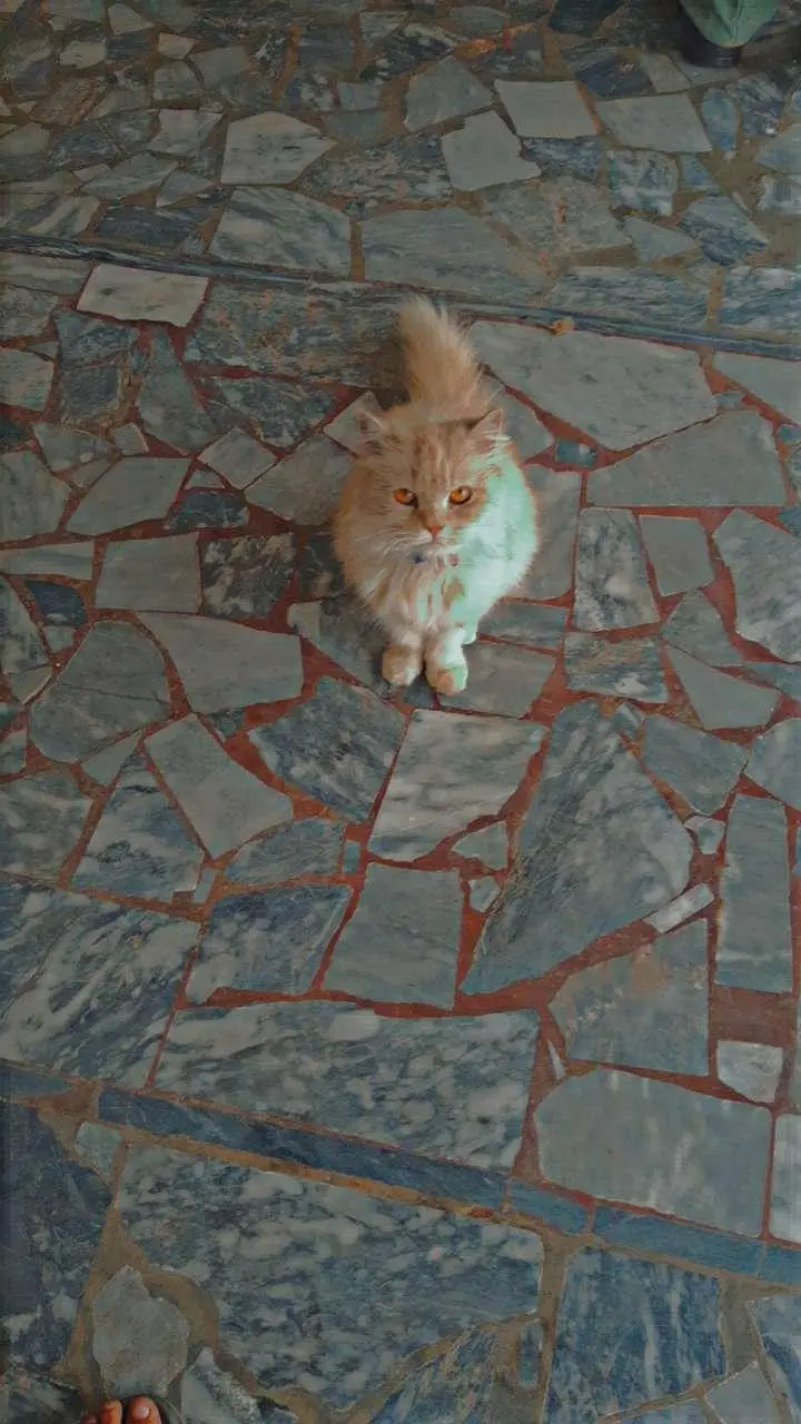 cat for sale — photo 4