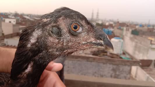 Pokoye breeder female