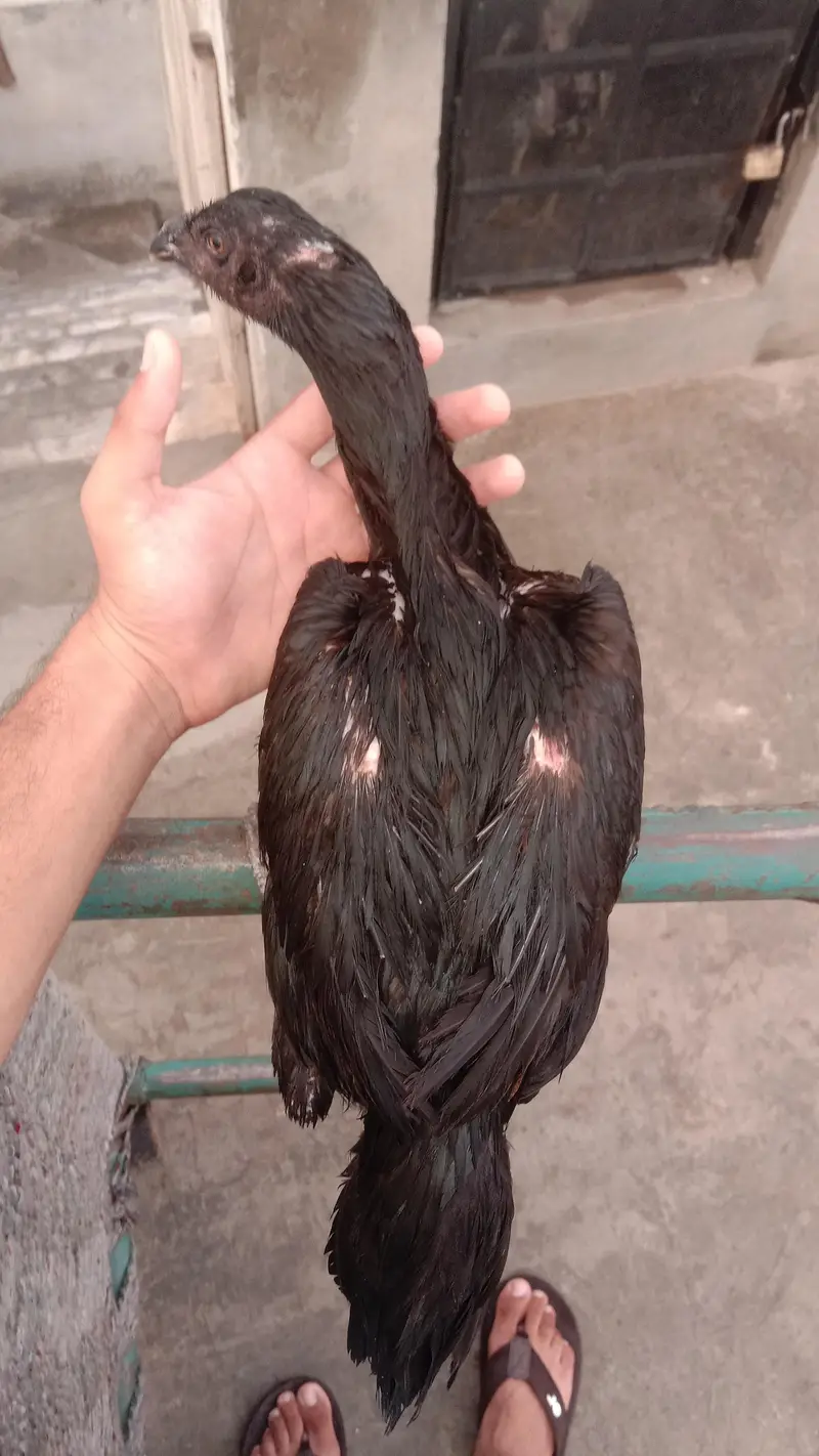 Pokoye breeder female — photo 2