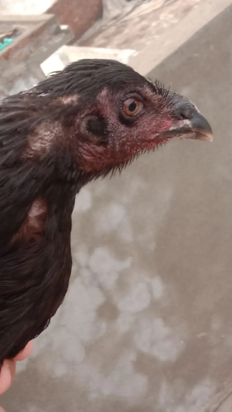 Pokoye breeder female — photo 5