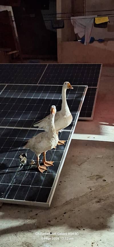 Selling my long ducks breeder pair