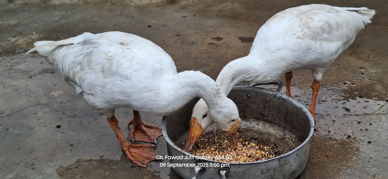 Selling my long ducks breeder pair — photo 2