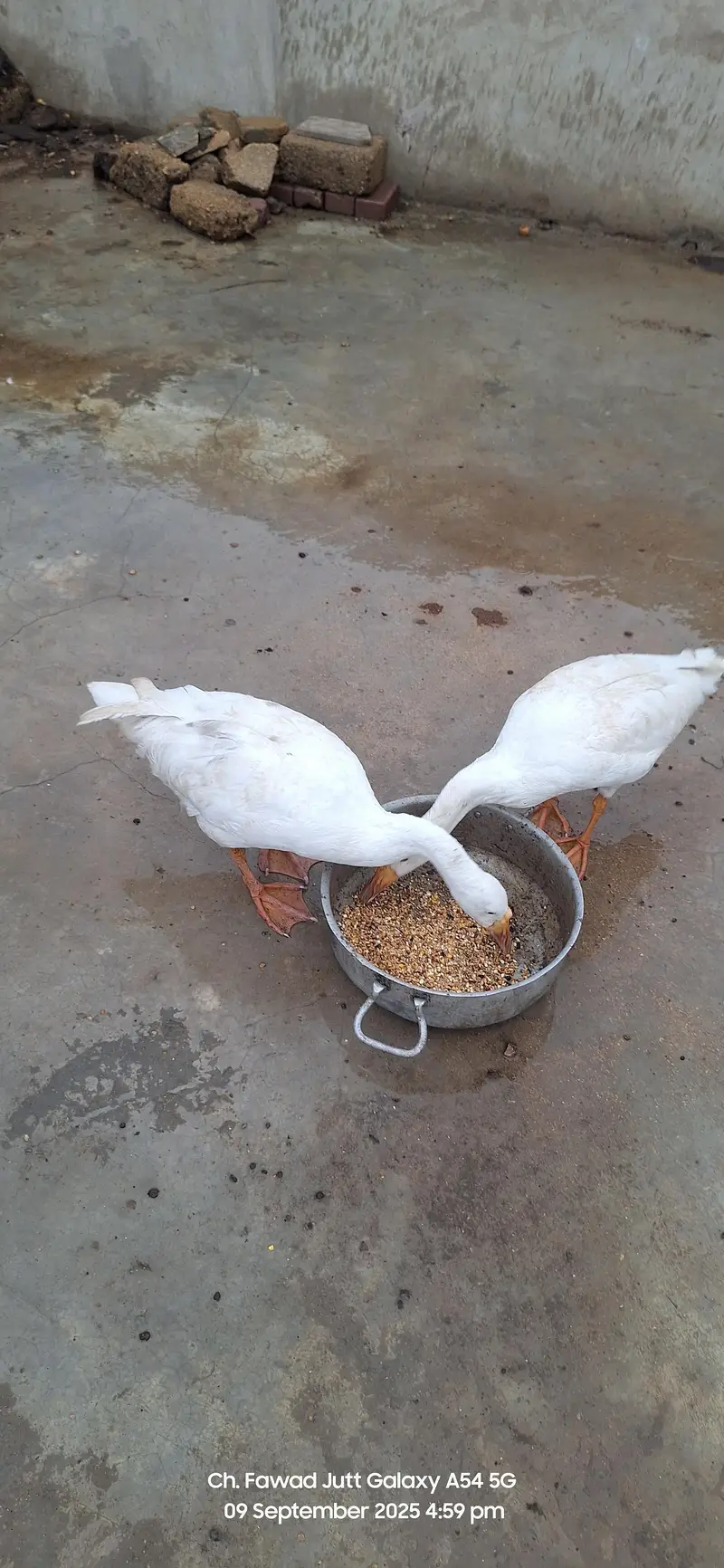 Selling my long ducks breeder pair — photo 3