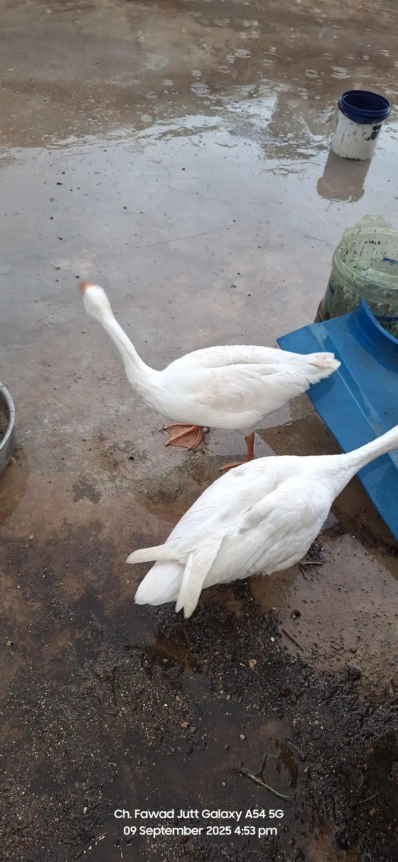 Selling my long ducks breeder pair — photo 4
