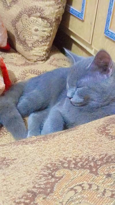 British shorthair cat