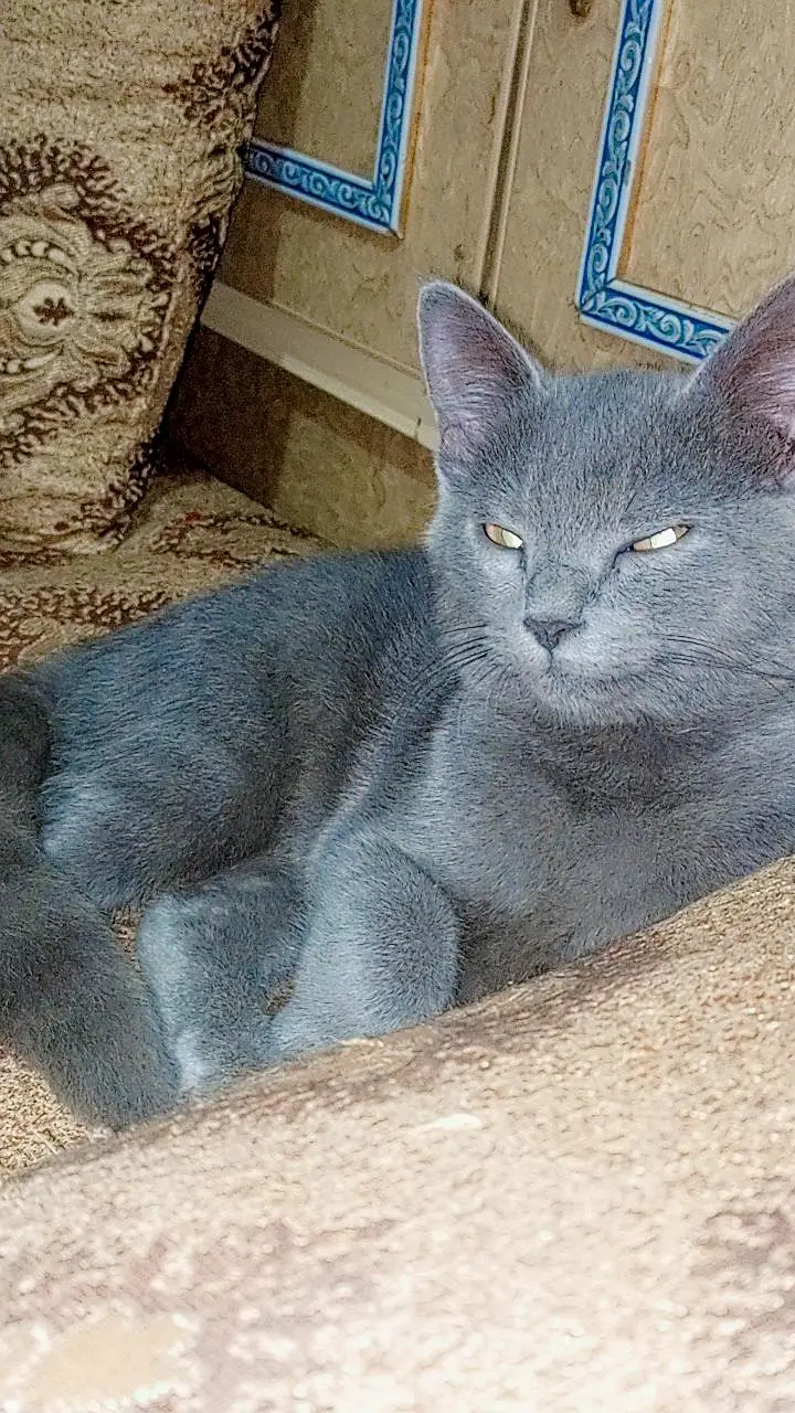 British shorthair cat — photo 2