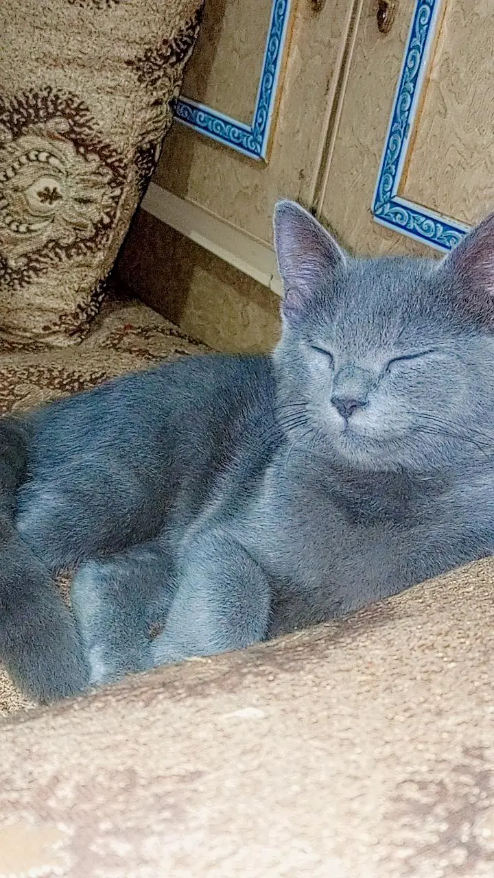 British shorthair cat — photo 3