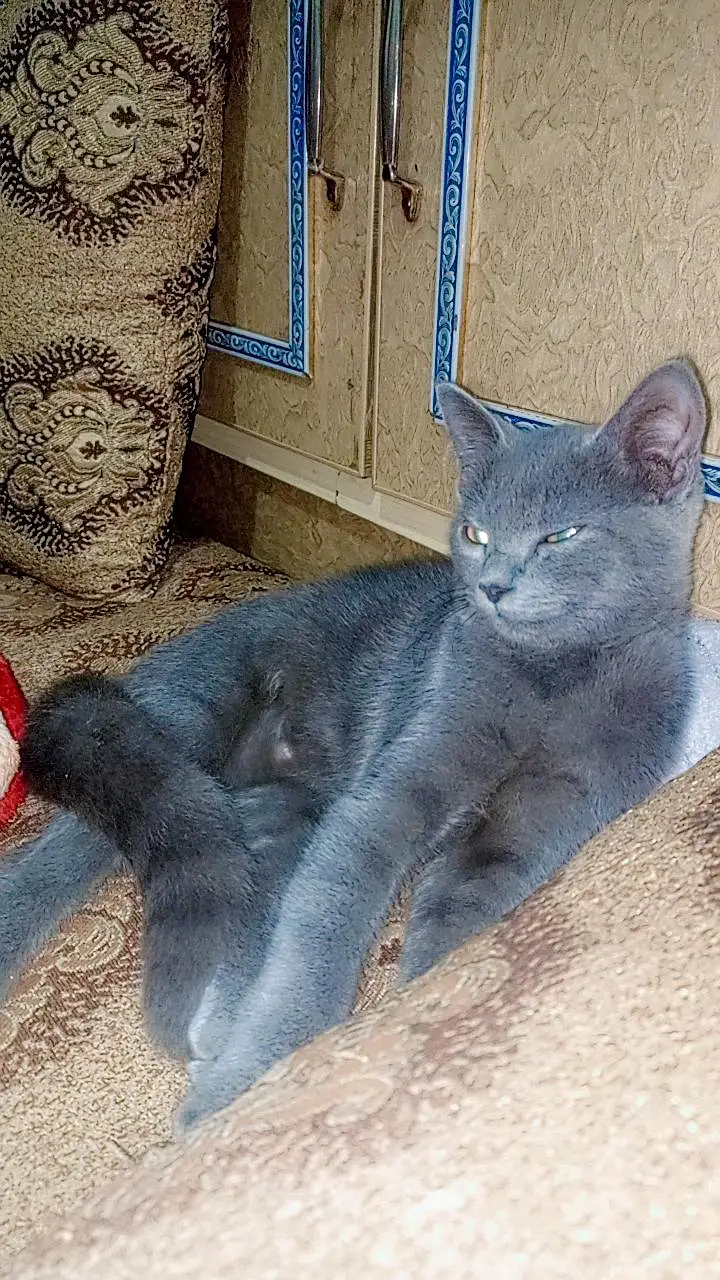 British shorthair cat — photo 4