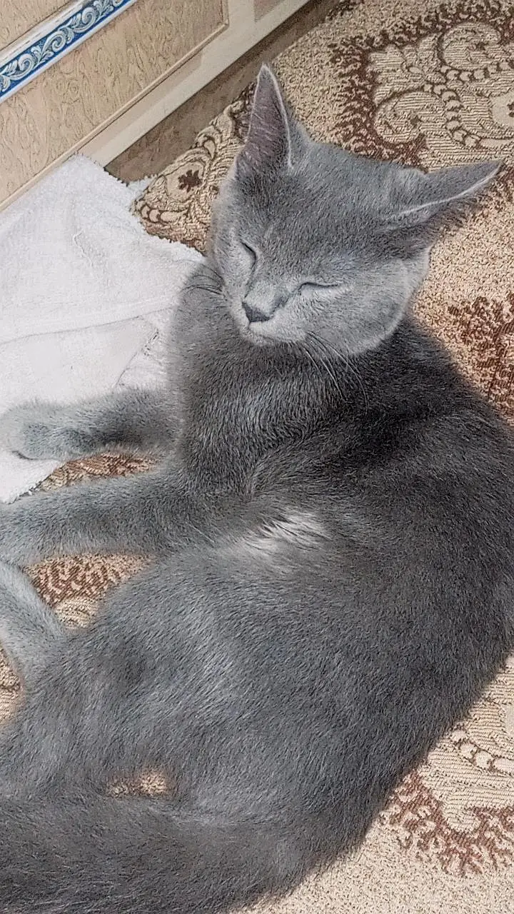 British shorthair cat — photo 5