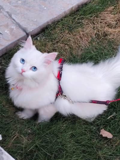 persian cat for sale with all accessories