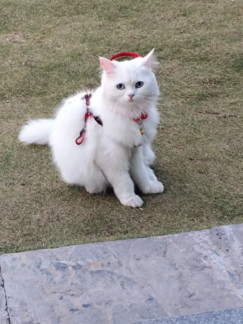 persian cat for sale with all accessories — photo 2
