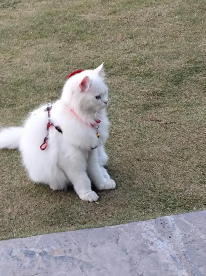 persian cat for sale with all accessories — photo 3