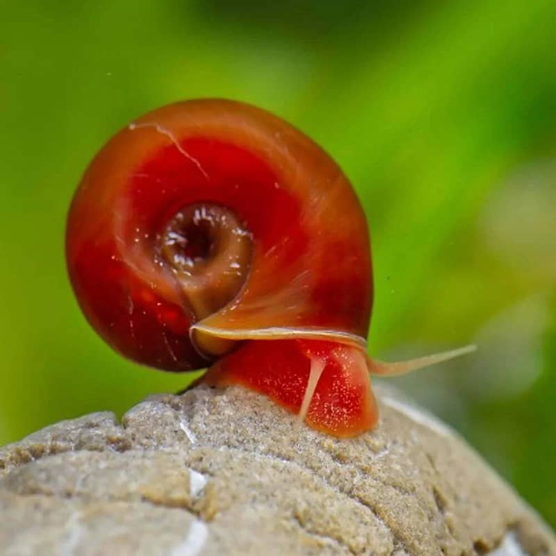 Cherry Shrimp, Avatar Guppy, Assassin Snail, 9