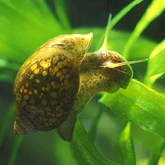 Cherry Shrimp, Avatar Guppy, Assassin Snail, 10