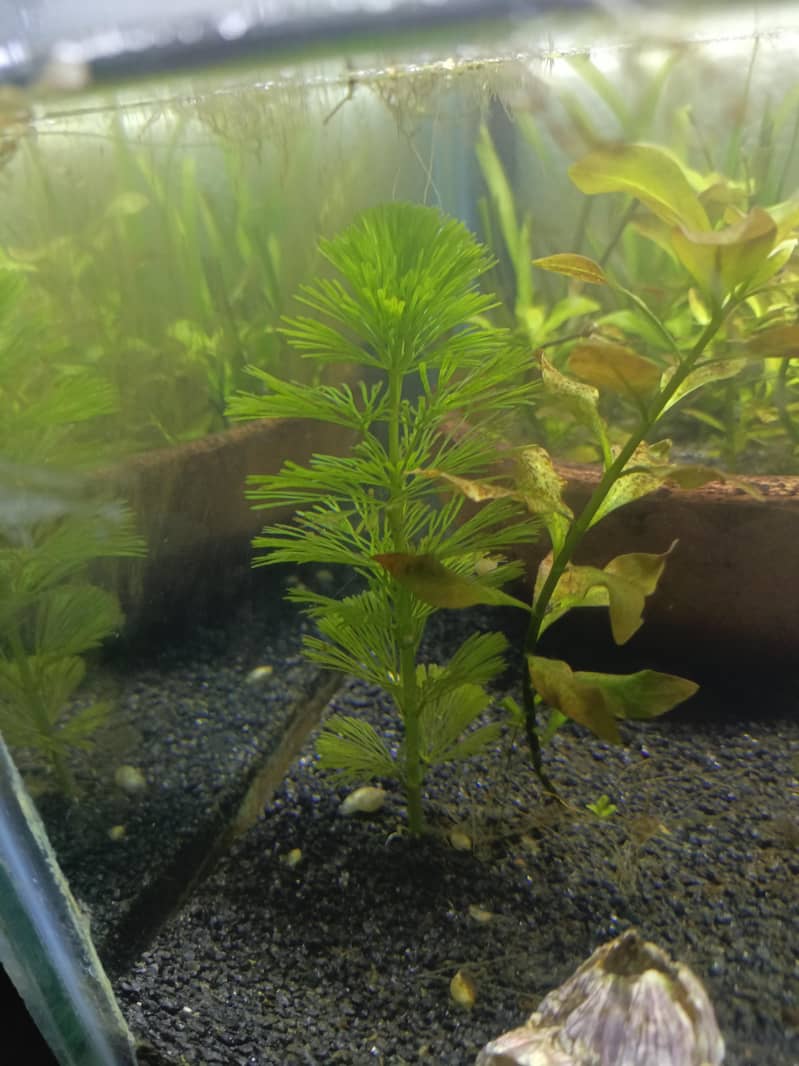 Cherry Shrimp, Avatar Guppy, Assassin Snail, 12