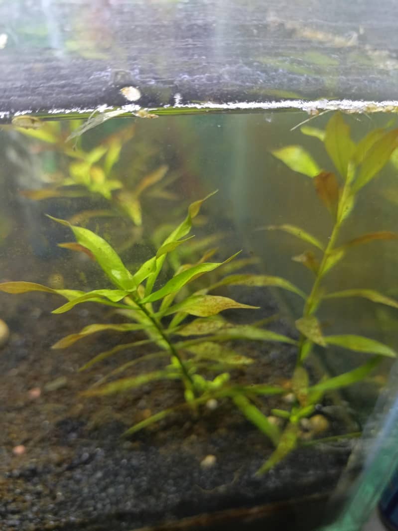 Cherry Shrimp, Avatar Guppy, Assassin Snail, 13