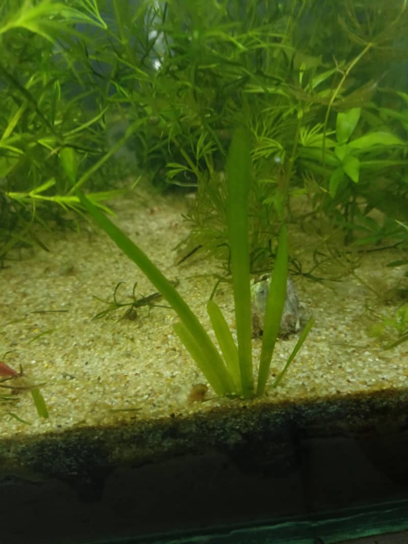 Cherry Shrimp, Avatar Guppy, Assassin Snail, 14
