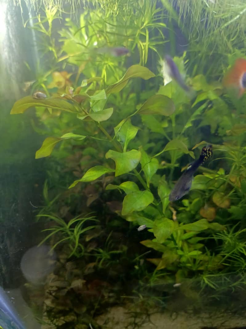 Cherry Shrimp, Avatar Guppy, Assassin Snail, 15