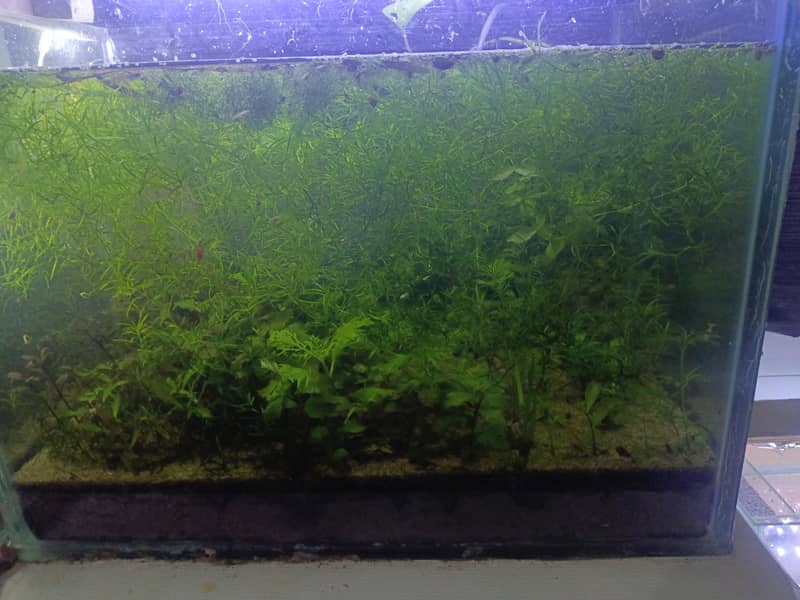 Cherry Shrimp, Avatar Guppy, Assassin Snail, 16