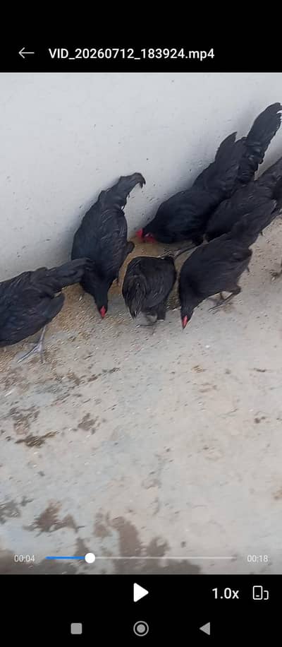 Australorp chicken/chicks 5 months old for sale urgent