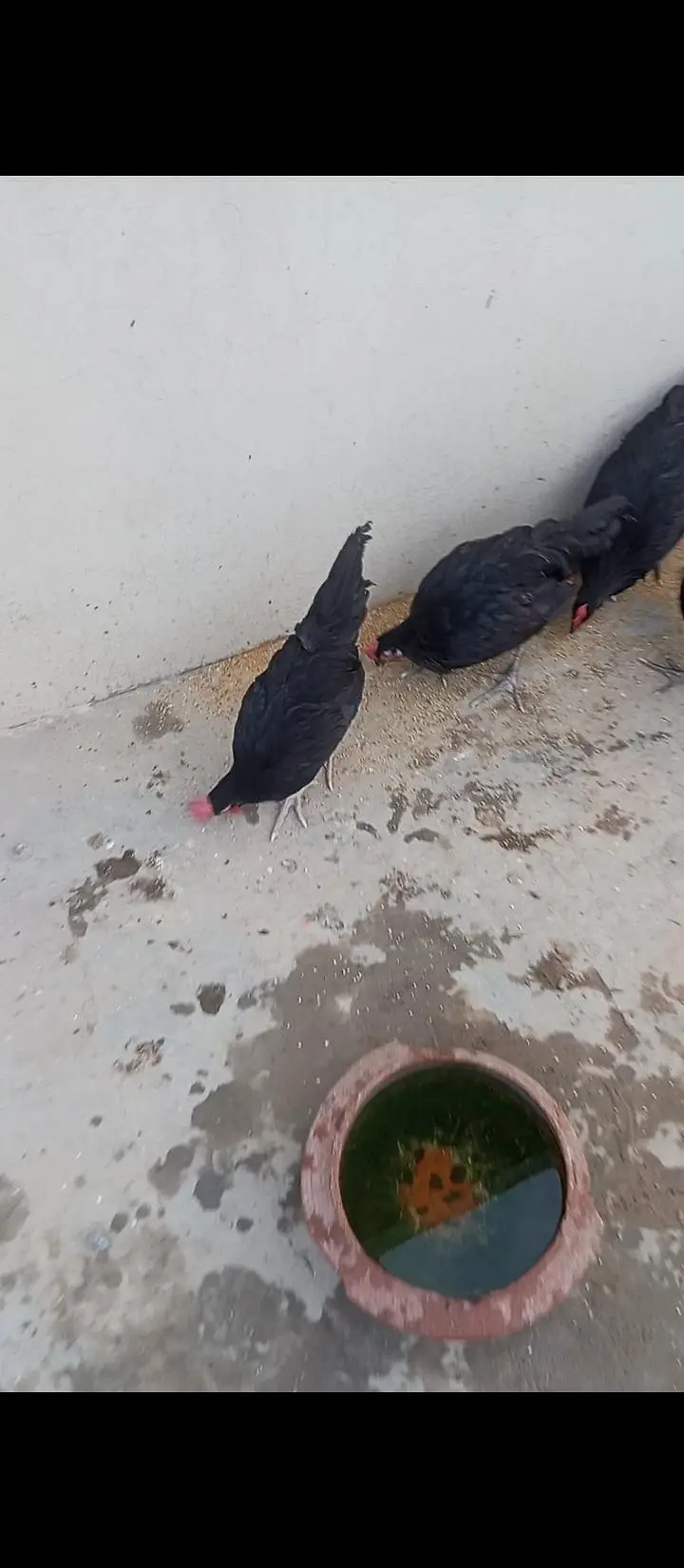 Australorp chicken/chicks 5 months old for sale urgent — photo 2
