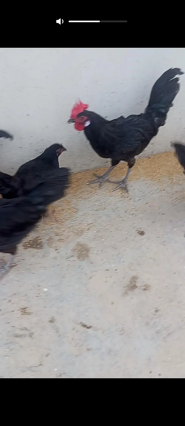 Australorp chicken/chicks 5 months old for sale urgent — photo 3