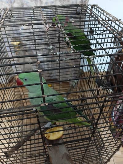 Kashmiri parrots
