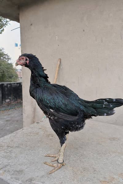 Thai Veitnam cross female Aseel Madi egg laying