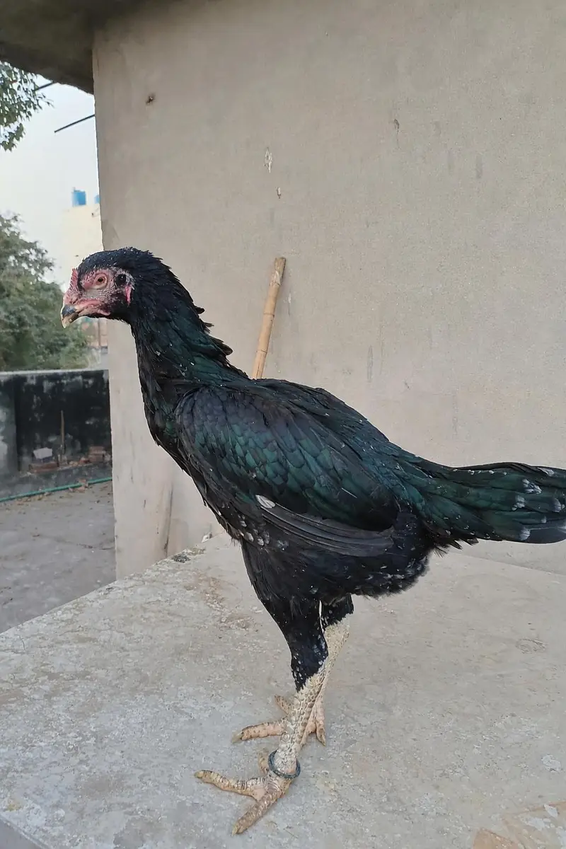 Thai Veitnam cross female Aseel Madi egg laying — photo 2
